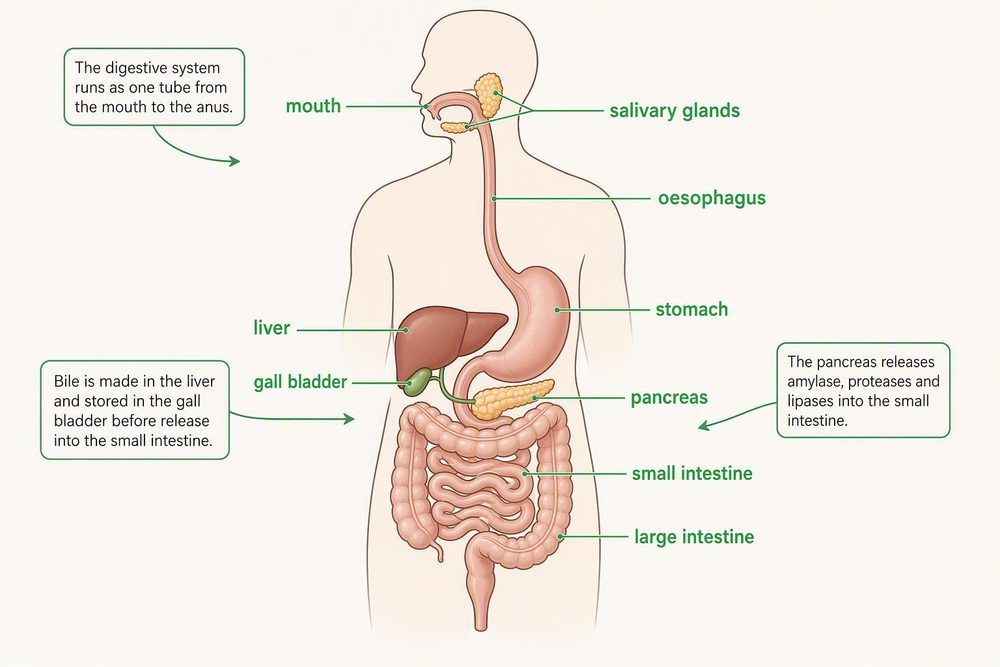 A labelled diagram of the human digestive system showing the mouth, salivary glands, oesophagus, stomach, liver, gall bladder, pancreas, small intestine and large intestine.